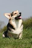 CORGI PEMBROKE 1353